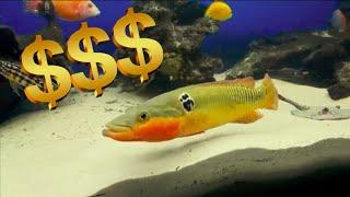 Top 10 RARE Aquarium Fish