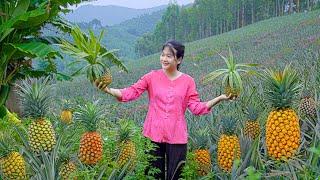 LÝ TRIỆU CA Harvesting Pineapple Goes To Market Sell | Make Mixed Fried Rice | Cooking - Gardening