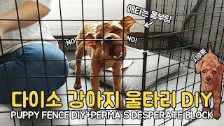 다이소 강아지 울타리 DIY+저지하려는 파마의 애타는 몸부림 Dog Fence DIY+PERMA's Desperate Block