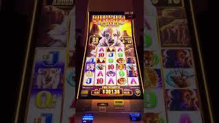 BUFFALO CHIEF AMAZING BONUS!! $5.00 MAX BET!