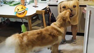 Funniest Animal Videos 2024  - Cute Dog and Cat Moments 