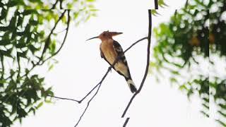 Hoopoe (Upupa epops) , 30.07.2024, is the most widespread species of the genus Upupa.