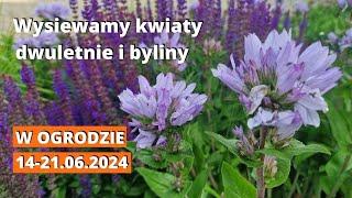 Wysiewamy kwiaty dwuletnie i byliny. Co w tygodniu 14-21 czerwca 2024.