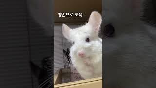 친칠라 코쓱 모음집 설기ver