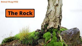 The Rock auf dem Weg zum Bonsai - Echte Trauerweide "Salix babylonica" [Umtopfen]| Bonsai VLog #152