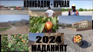 КОНИБОДОМ 2024 - КУЧКАК МАДАНИЯТ -МАЗОР  МАЙСКИЙ АБРИКОС ПУХТ