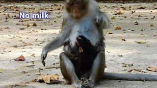 Cruel mom Anna rejected milk newborn Anissa, So bad monkey Anna did with own baby