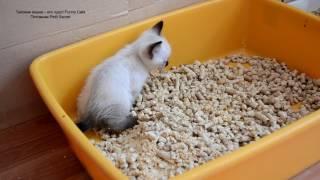 Тайский котёнок кошечка освоила на отлично лоток в возрасте 1 месяц! Тайские кошки - это чудо!