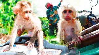 Adorable Baby Monkey Ross Enjoy With Mom At Vegetable Farm, So Smart