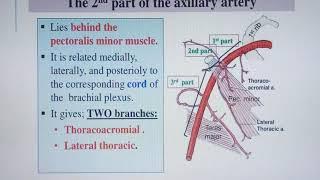 Axillary artery & Its branches 1 by Daniel Okwan