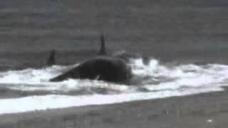 Killer Whale Eats Human From Beach.wmv