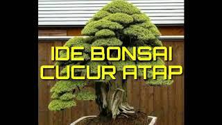 Ide Bonsai Cucur Atap