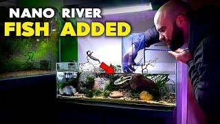 Adding Fish To Nano River Aquarium (Hillstream Loach & Panda Garra) | MD Fish Tanks