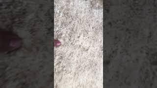 Worst Rug Ever? My Shocking Experience with Rugvista!