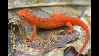 The Eastern Newt Mini Documentary