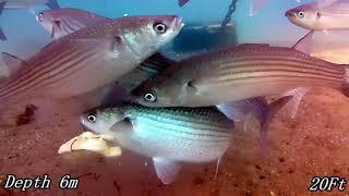 #gopro #fishing filming Mullet in Malta using Gopro cameras, great close up videos @fishingtechgear