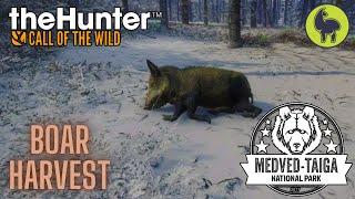 Boar Harvest, Medved Taiga | theHunter: Call of the Wild (PS5 4K)