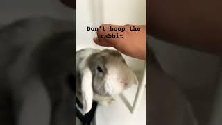 Don’t boop the bunny