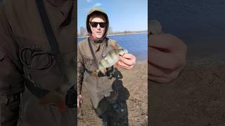 Ловим на спиннинг крупных окуней.Весенний спиннинг. #shortvideo #рыбалка #fishingvideo #окунь