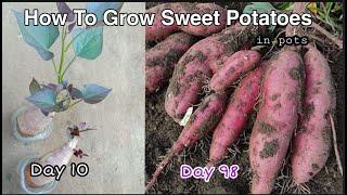 How to grow Sweet Potatoes in pots at home /Growing Sweet Potatoes in Container or Pots by NY SOKHOM