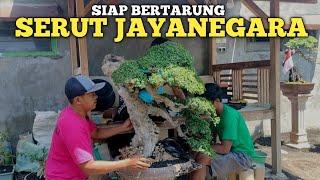 SIAP BERTARUNG DIPAMNAS BONSAI BERGENGSI SERUT JAYANEGARA PASUKAN AY BONSAI