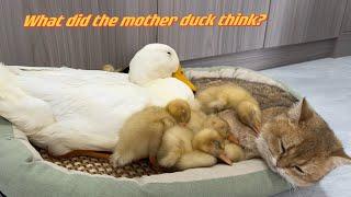 Oh my God! The mother duck actually left the duckling to the care of the kitten! cute funny animals