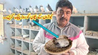 My Breeding Setup | Ustad Mian Mustajab Moshi