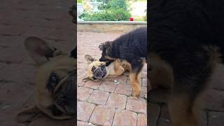 ⁉️Shepherd vs. Bulldog‼️ German Shepherd puppy 2 months. Odessa 2025