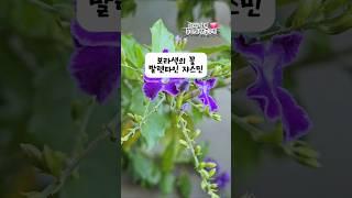 @희서니네  보라색 꽃 좋아하세요? #gardening #플랜테리어 #plants #희서니네 #식집사 #반려식물 #식물키우기 # 발렌타인쟈스민#구름이네힐링가든