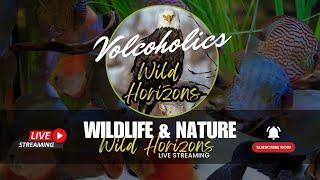 REPLAY  Wild Horizons Live: 24/7 Wildlife & Nature Cams -  Fish Cam