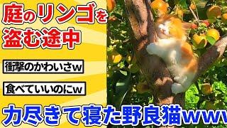 【2ch動物スレ】栽培してるリンゴを見に行ったら、泥棒中に爆睡した野良猫を発見ｗｗｗｗｗ