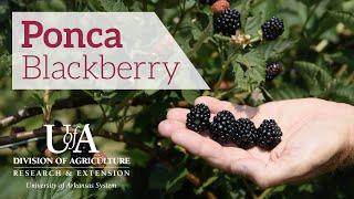 Ponca Blackberry