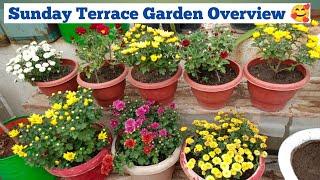 November Sunday Terrace Garden Overview 