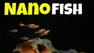 Introducing our Nano Fish - 10 Species of Nano Fish