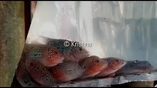 Flowerhorn Farm In Kerala | Flowerhorn Breeding pair Kerala - Krishna aqua Farm Pathnamathitta