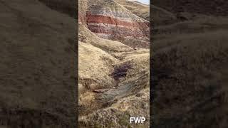  Friday Flights  | Wildlife Surveys | MontanaFWP  #montanafwp #montana #nature #widlife #muledeer