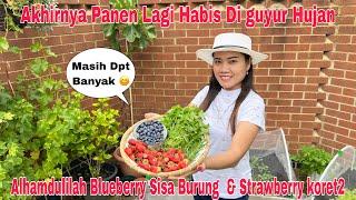 Akhirnya Panen Habis Di Guyur Hujan! Bluberry Sisa Burung dan Strawberry Koret2 