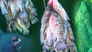 SCARY CROCODILE INFESTED WATER FOR SOME TILAPIA EPIC BURN CORN FISH￼