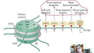 Differential Gene Expression (Chapter 3)