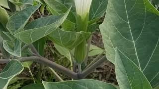 Datura inoxia for Hekate