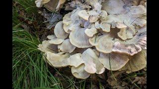 Black Staining Polypore or Meripilus sumstinei