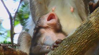 OMG.!! Look Baby Monkey Very Poor Opened Big Mouth Waiting Mom Share Any Food,