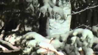 Bigfoot in Utah (winter) part #1