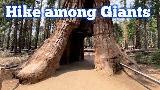 Yosemite’s Mariposa Grove of Giant Sequoia Trees