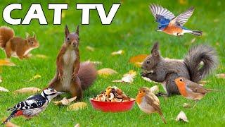 CAT AND DOG TV  Забавлявайте вашите домашни любимци с катерици и птици  PETS TV, видеоклипове...