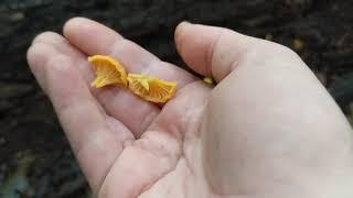 How to ID Craterellus ignicolor, the flame chanterelle