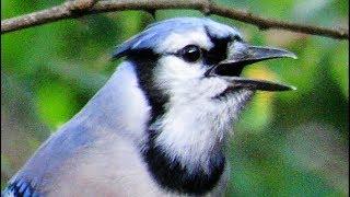 Exceptional Blue Jay Calls