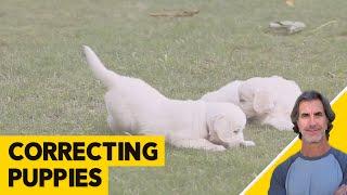 Correcting a 6 month Old Puppy - Robert Cabral Puppy Dog Training VIdeo