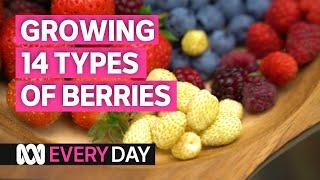 Connie grows more than a dozen types of berries in pots  | Everyday | ABC Australia