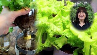 Easy Hydroponic Lettuce Using the Kratky Method and Soda Bottles